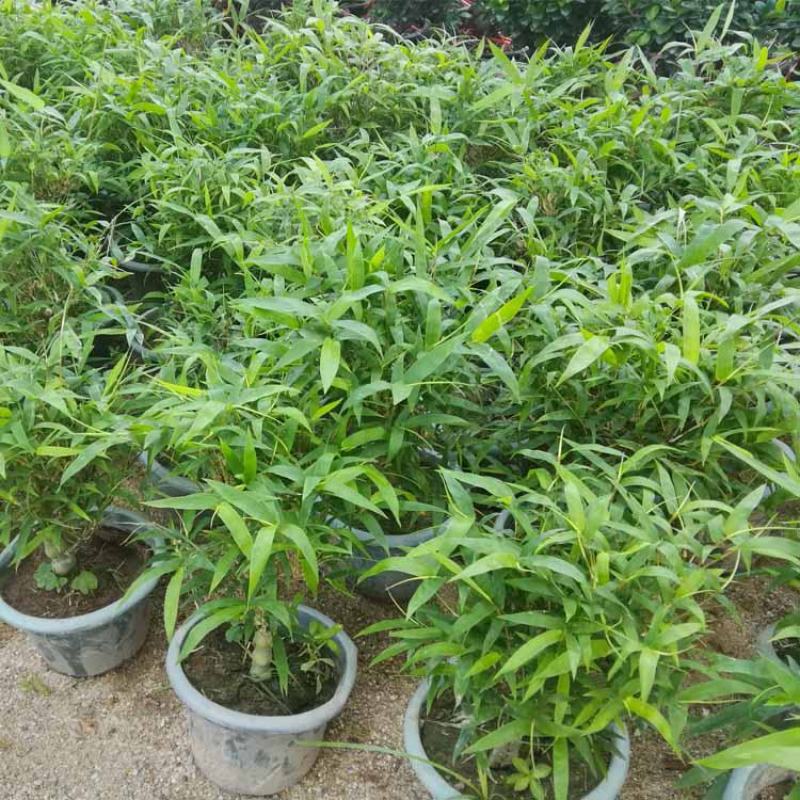米竹盆景植物室内微景观米竹苗盆景竹子盆栽