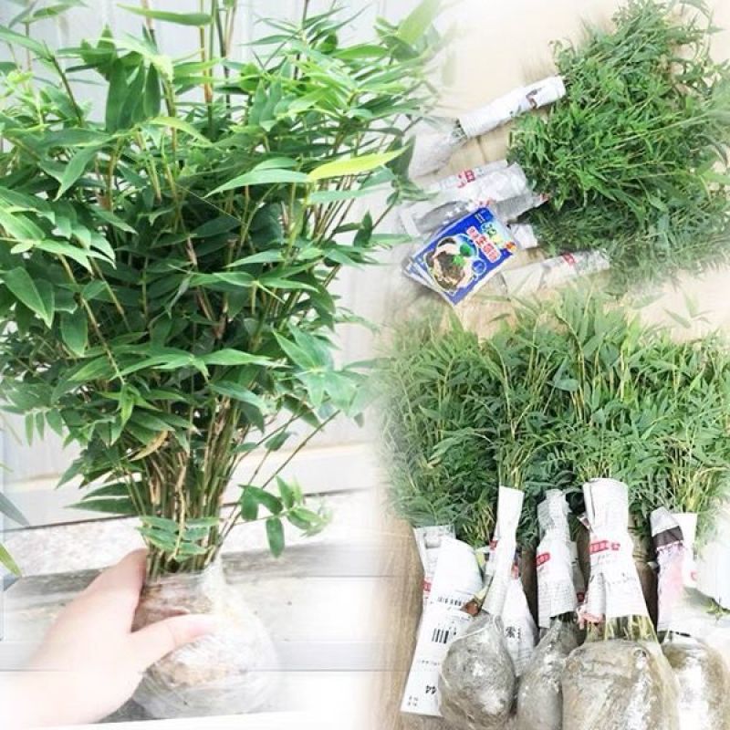米竹盆景植物室内微景观米竹苗盆景竹子盆栽
