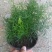 天冬苗天门冬植物树苗药材绿植花卉室内盆栽耐旱喜阴四季常绿