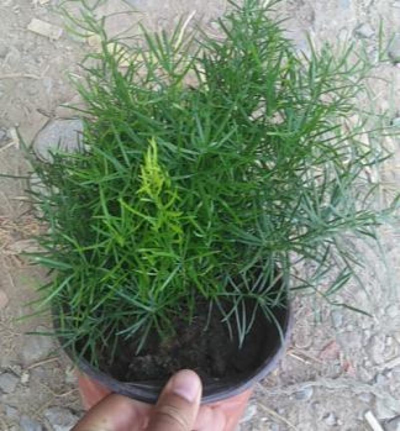 天冬苗天门冬植物树苗药材绿植花卉室内盆栽耐旱喜阴四季常绿