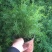 天冬苗天门冬植物树苗药材绿植花卉室内盆栽耐旱喜阴四季常绿