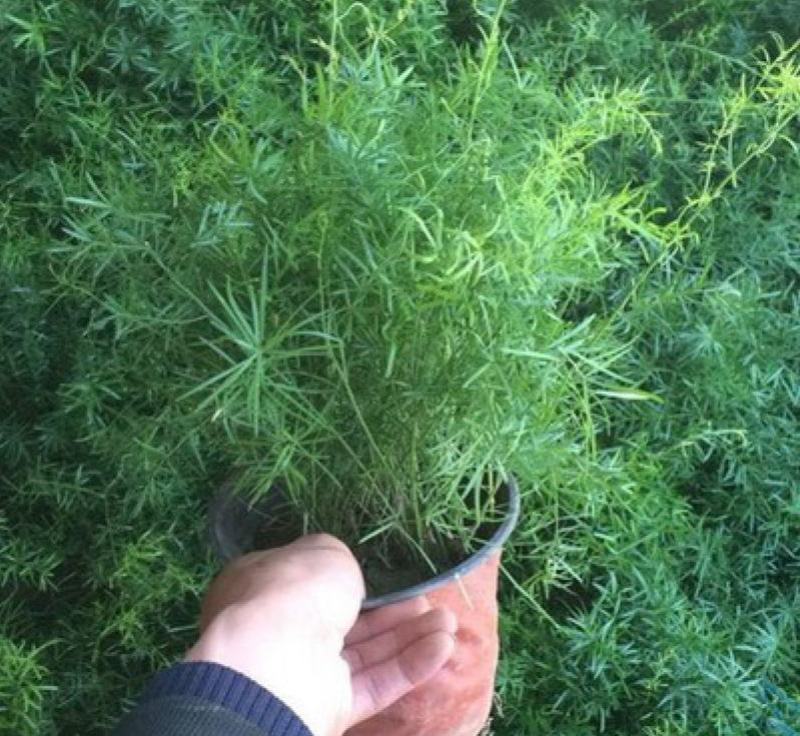 天冬苗天门冬植物树苗药材绿植花卉室内盆栽耐旱喜阴四季常绿