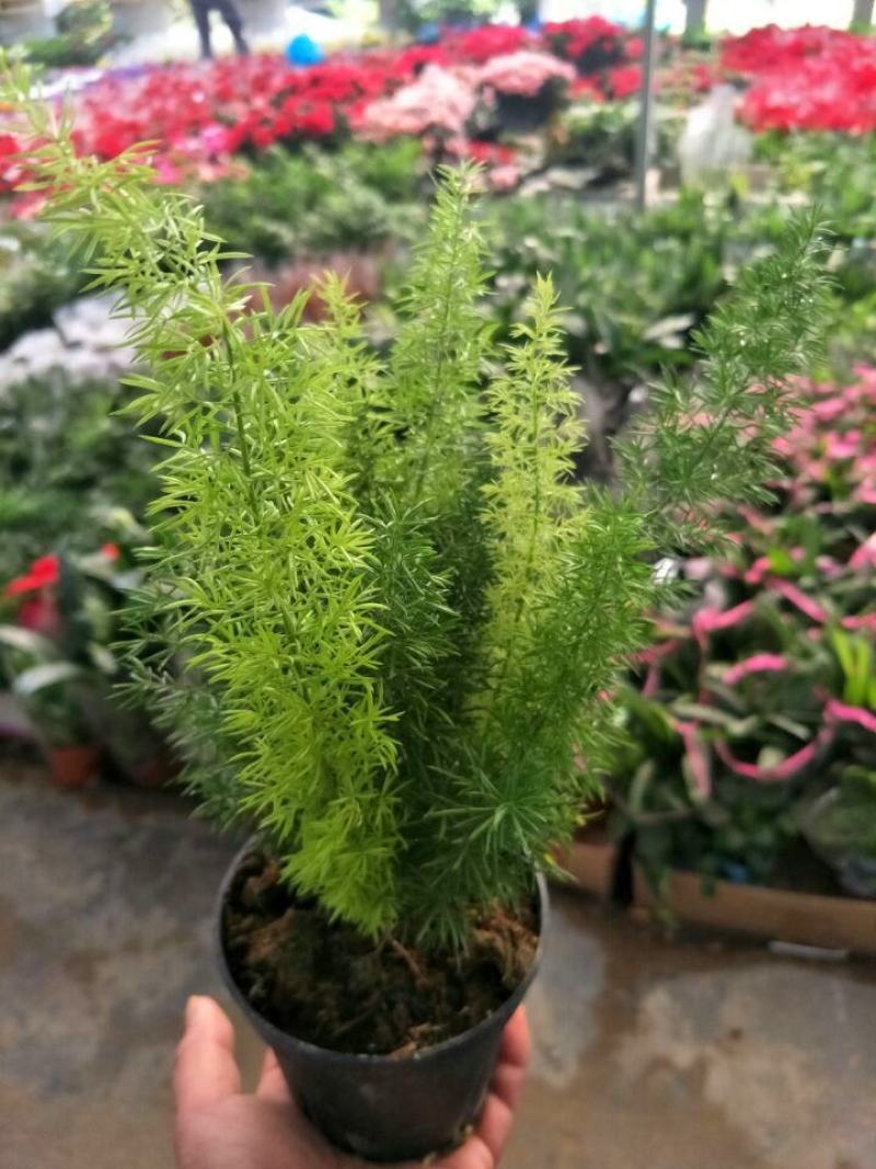 天冬苗天门冬植物树苗药材绿植花卉室内盆栽耐旱喜阴四季常绿