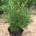 天冬苗天门冬植物树苗药材绿植花卉室内盆栽耐旱喜阴四季常绿