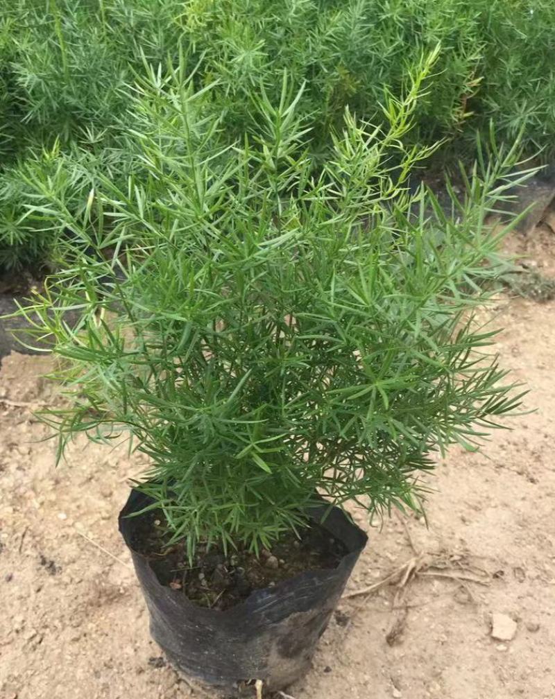 天冬苗天门冬植物树苗药材绿植花卉室内盆栽耐旱喜阴四季常绿