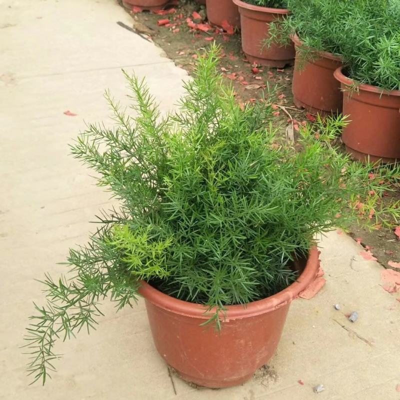 天冬苗天门冬植物树苗药材绿植花卉室内盆栽耐旱喜阴四季常绿