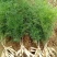 天冬苗天门冬植物树苗药材绿植花卉室内盆栽耐旱喜阴四季常绿