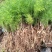 天冬苗天门冬植物树苗药材绿植花卉室内盆栽耐旱喜阴四季常绿