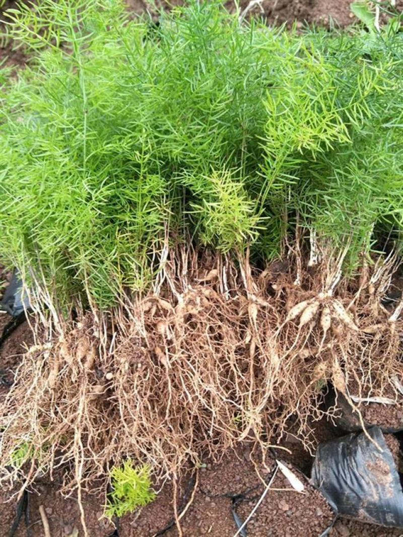 天冬苗天门冬植物树苗药材绿植花卉室内盆栽耐旱喜阴四季常绿
