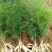 天冬苗天门冬植物树苗药材绿植花卉室内盆栽耐旱喜阴四季常绿
