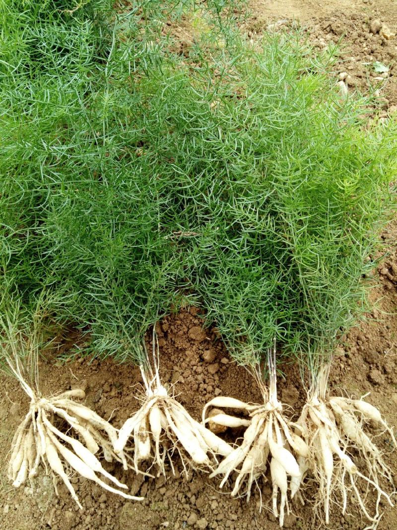 天冬苗天门冬植物树苗药材绿植花卉室内盆栽耐旱喜阴四季常绿