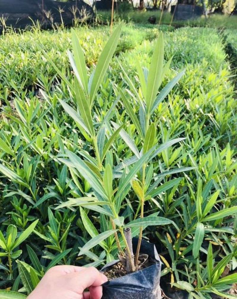 夹竹桃树苗盆栽绿化苗木庭院盆栽净化空气绿植柳叶桃苗夹竹桃
