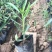 夹竹桃树苗盆栽绿化苗木庭院盆栽净化空气绿植柳叶桃苗夹竹桃