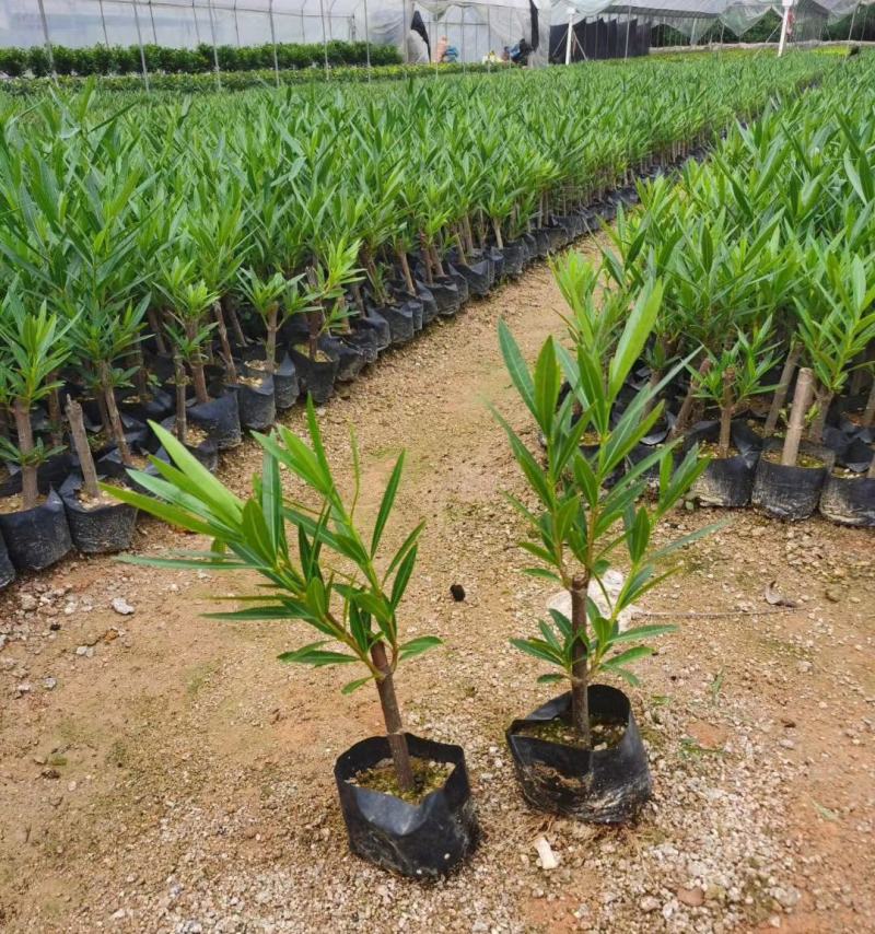 夹竹桃树苗盆栽绿化苗木庭院盆栽净化空气绿植柳叶桃苗夹竹桃