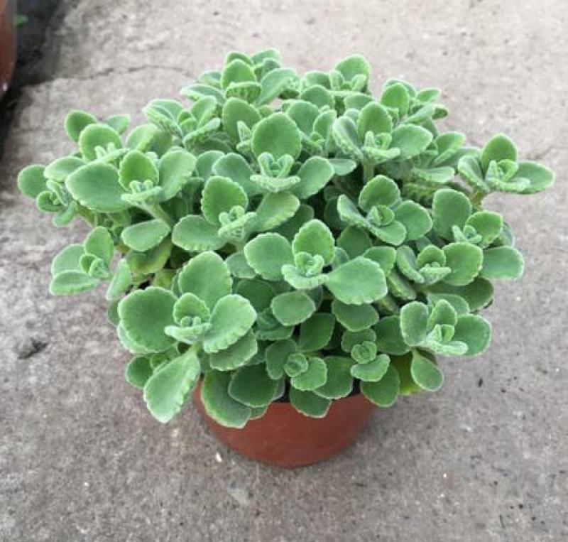 碰碰香盆栽驱蚊带香味绿植室内客厅除异味净化空气植物一抹香