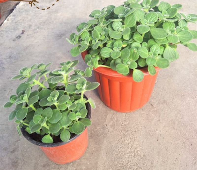 碰碰香盆栽驱蚊带香味绿植室内客厅除异味净化空气植物一抹香