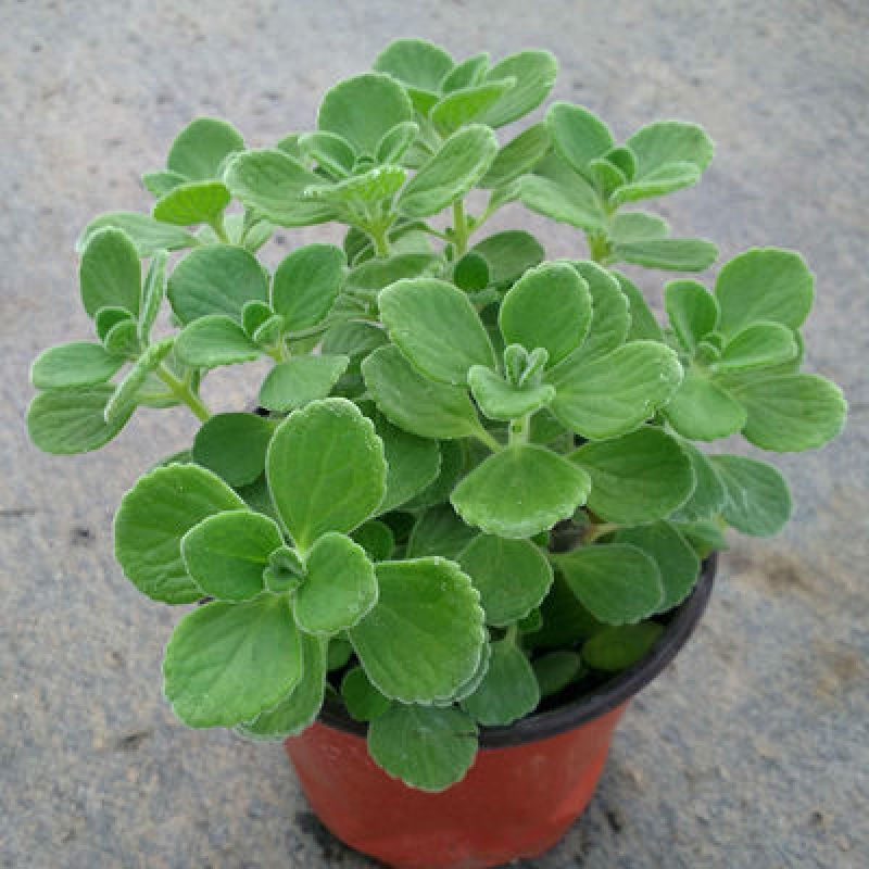碰碰香盆栽驱蚊带香味绿植室内客厅除异味净化空气植物一抹香