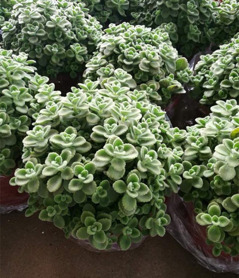 碰碰香盆栽驱蚊带香味绿植室内客厅除异味净化空气植物一抹香