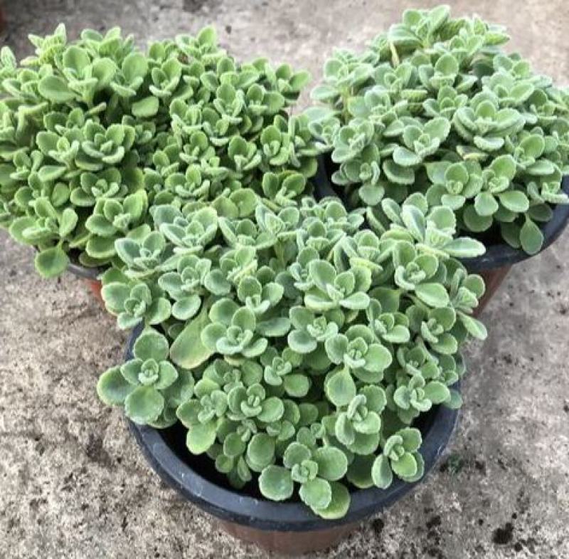 碰碰香盆栽驱蚊带香味绿植室内客厅除异味净化空气植物一抹香