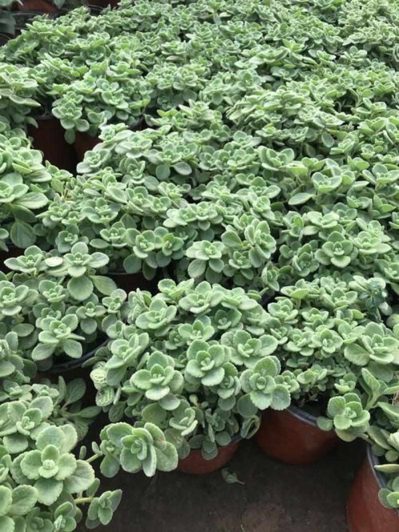 碰碰香盆栽驱蚊带香味绿植室内客厅除异味净化空气植物一抹香