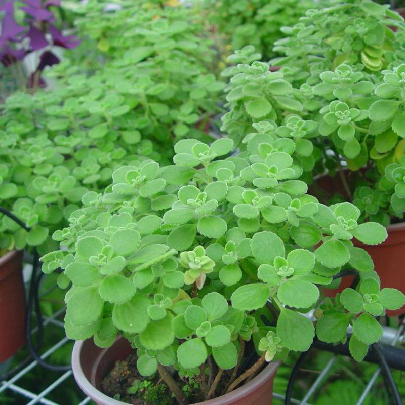碰碰香盆栽驱蚊带香味绿植室内客厅除异味净化空气植物一抹香
