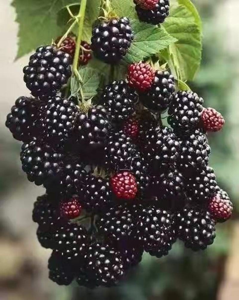 黑莓苗，黑莓种植，黑莓苗当年栽苗当年少量挂果产量高耐运输