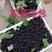 黑莓苗，黑莓种植，黑莓苗当年栽苗当年少量挂果产量高耐运输