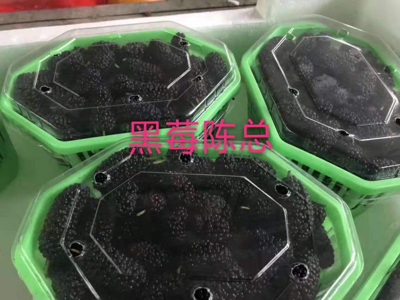 黑莓苗，黑莓种植，黑莓苗当年栽苗当年少量挂果产量高耐运输