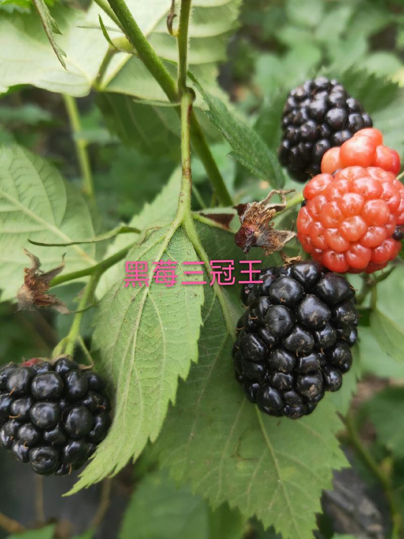 黑莓苗，黑莓种植，黑莓苗当年栽苗当年少量挂果产量高耐运输
