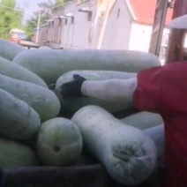 山东白皮精品冬瓜地头装车