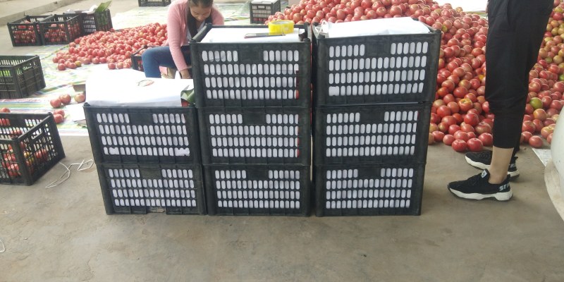 陆地精品西红柿弧三以上柿子，