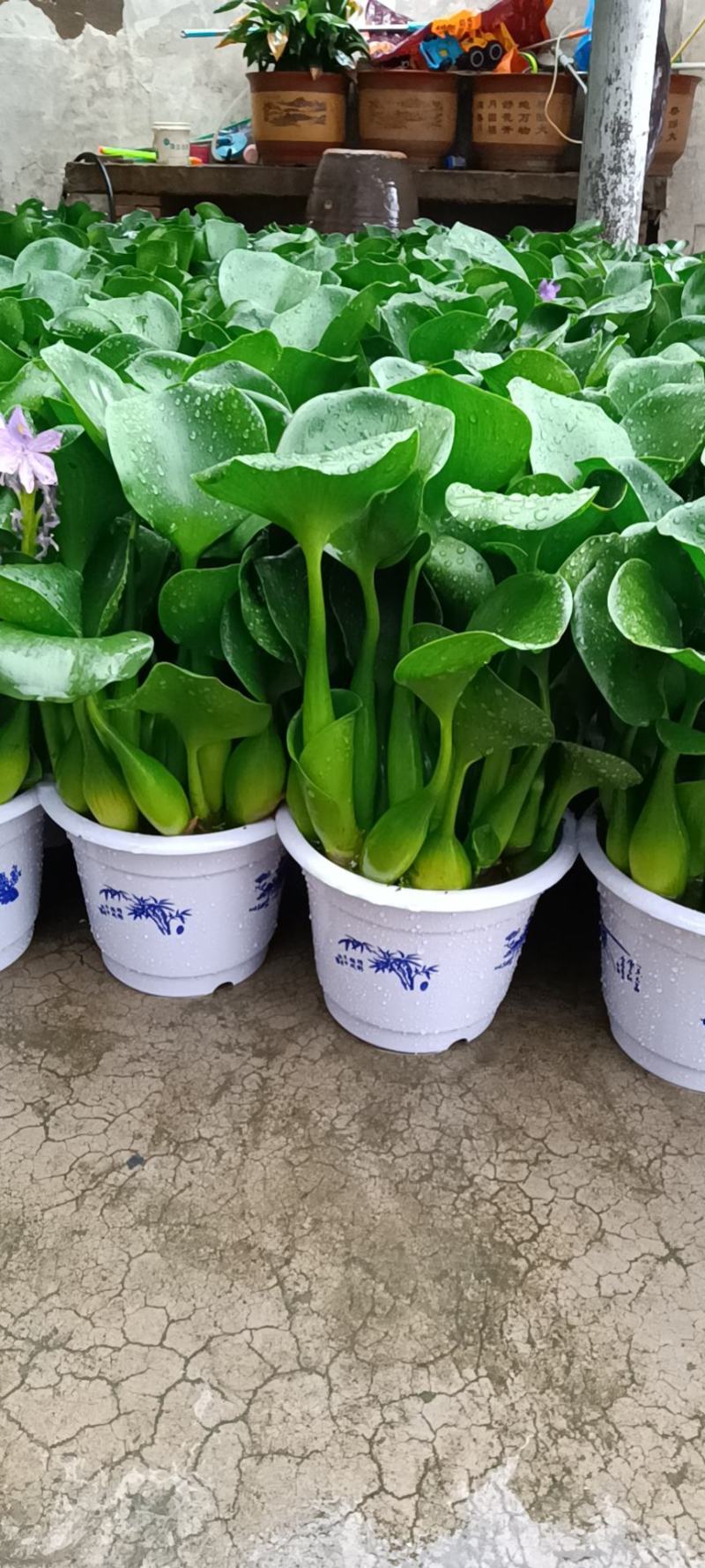 水葫芦，凤眼莲，凤眼蓝，水仙花，叶大叶肥，