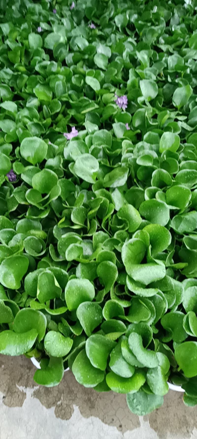 水葫芦，凤眼莲，凤眼蓝，水仙花，叶大叶肥，