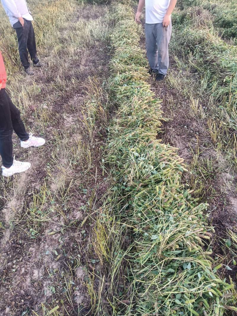 产地直供夏枯球各种规格大量出售欢迎来产地考察长期合作