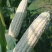 山西忻州千亩糯玉米大量上市万糯2000产地直销欢迎联系