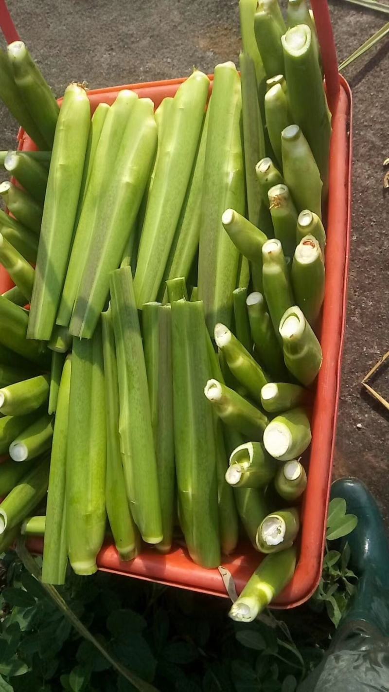 磐安县高山蔬菜。