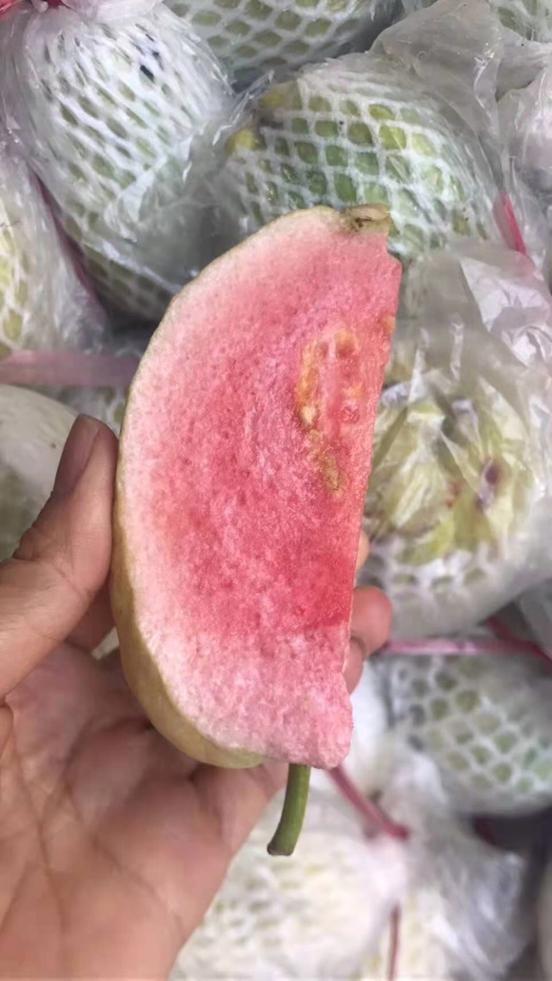 漳州市诏安县富硒芭乐