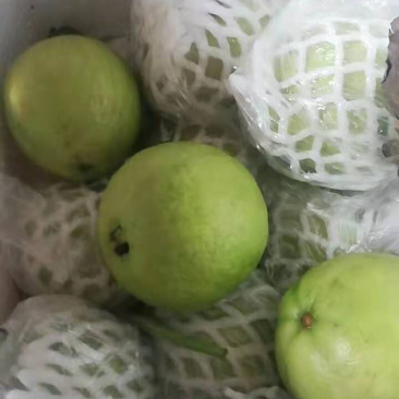 漳州市诏安县富硒芭乐