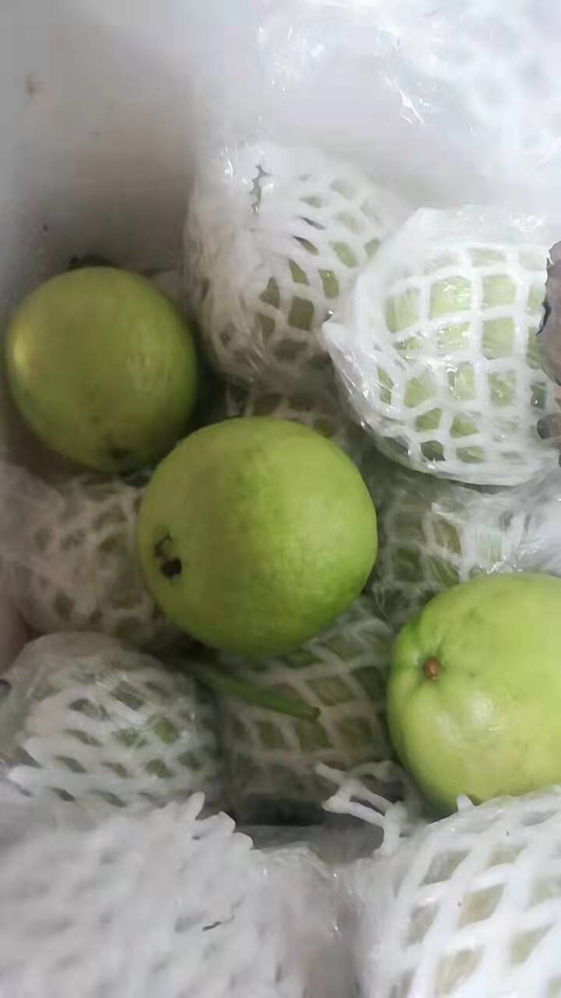 漳州市诏安县富硒芭乐