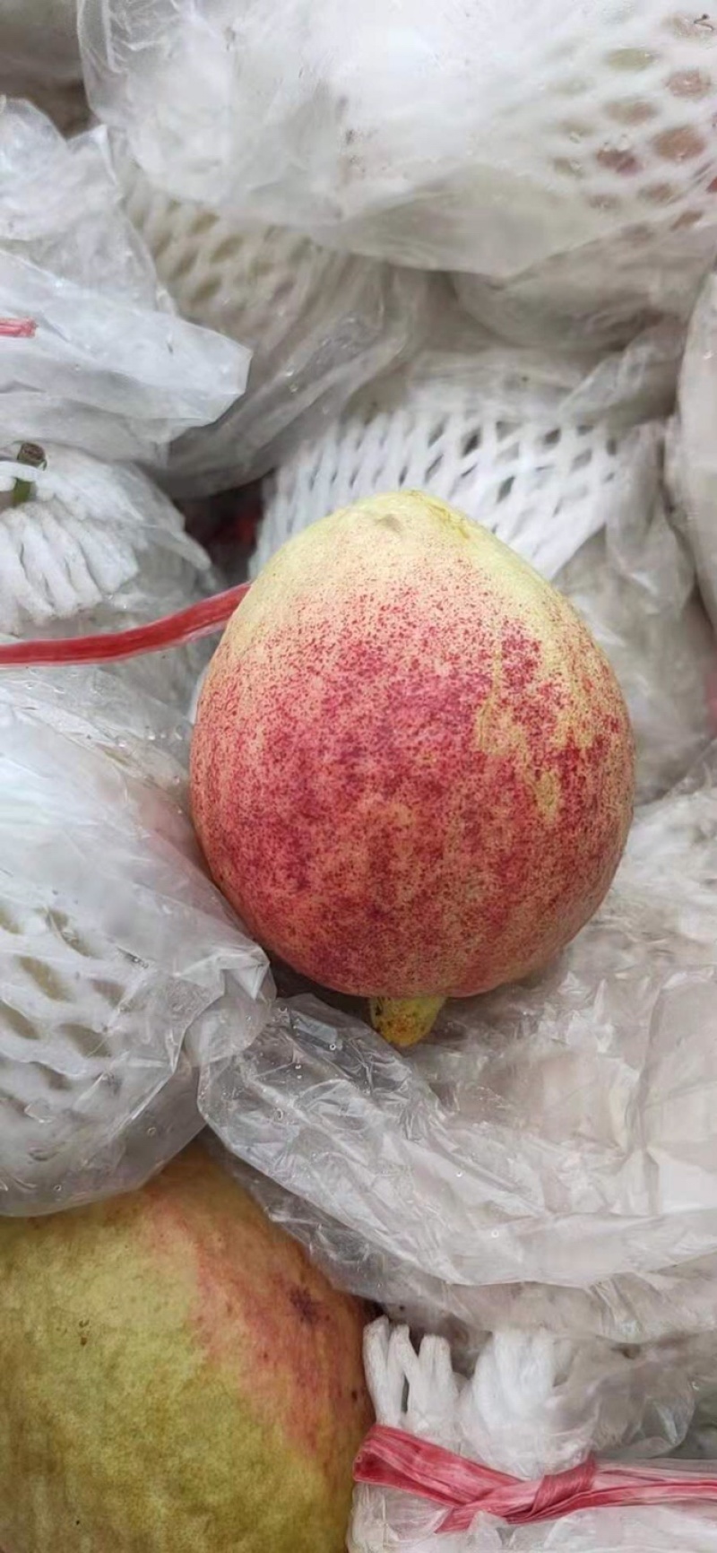 漳州市诏安县富硒芭乐
