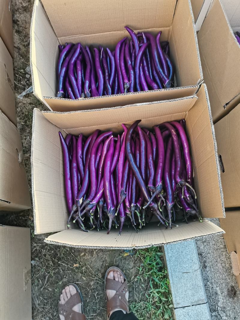 磐安县高山蔬菜。