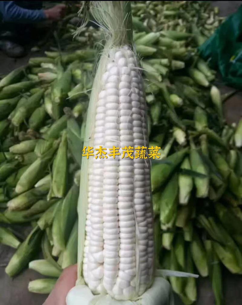 万糯2000，白糯玉米1斤以上，个头19公分以上