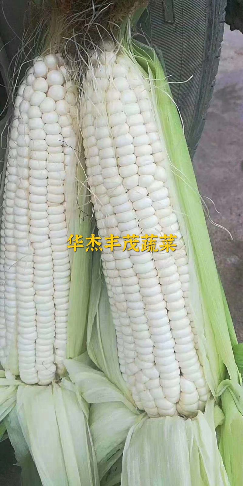 万糯2000，白糯玉米1斤以上，个头19公分以上