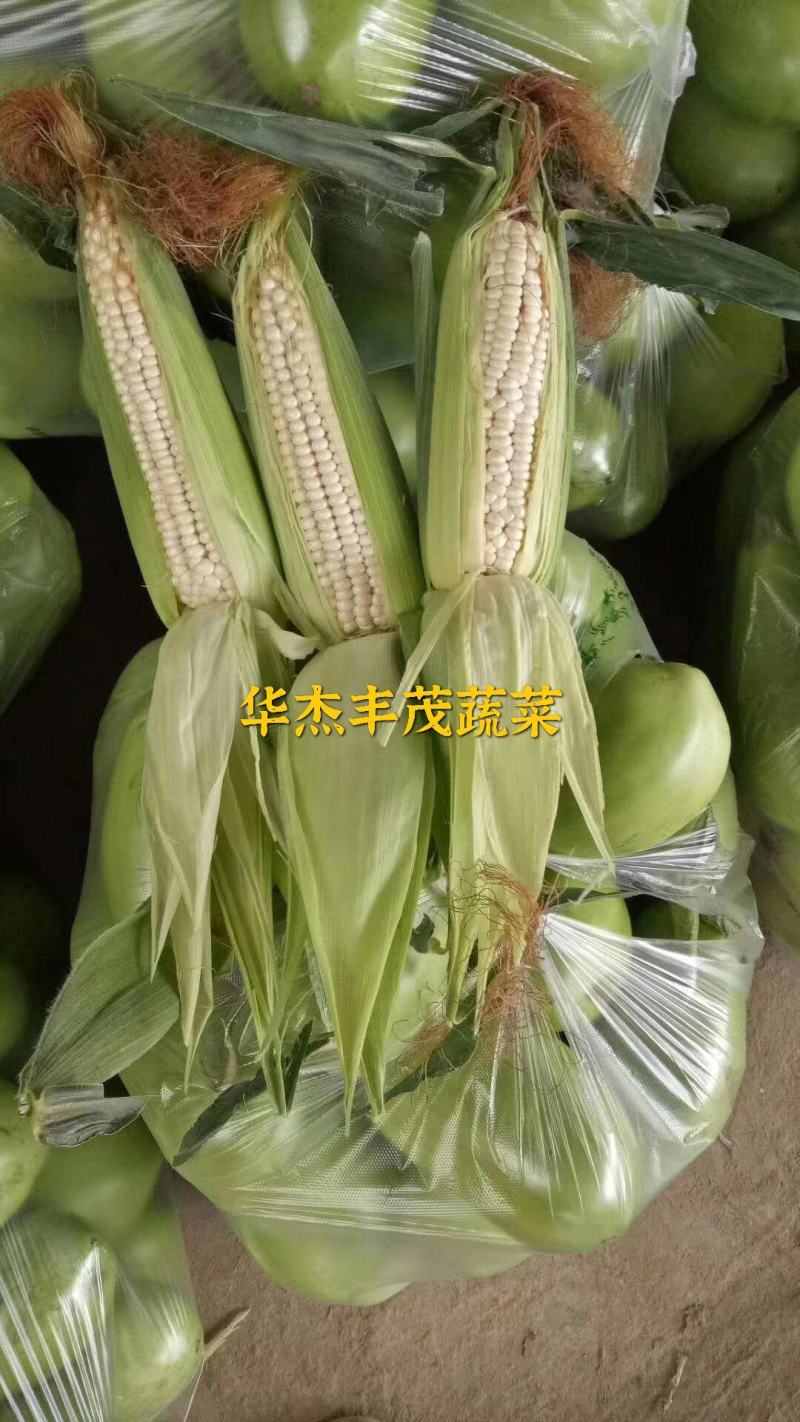 万糯2000，白糯玉米1斤以上，个头19公分以上