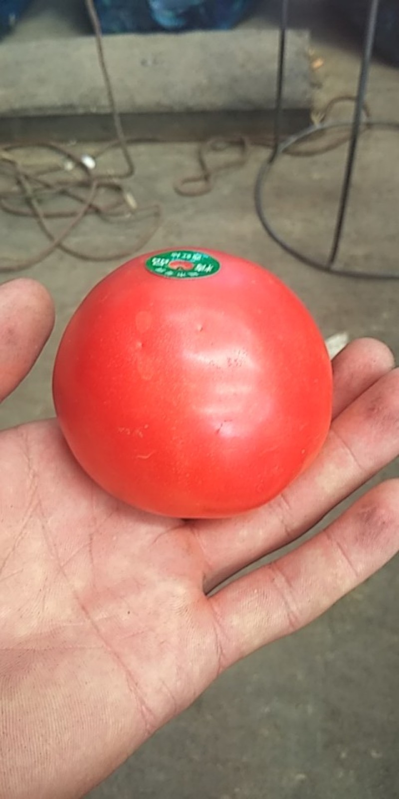 硬粉西红柿，果型大柿子均匀，硬度亮度光泽，精品粉红西红柿