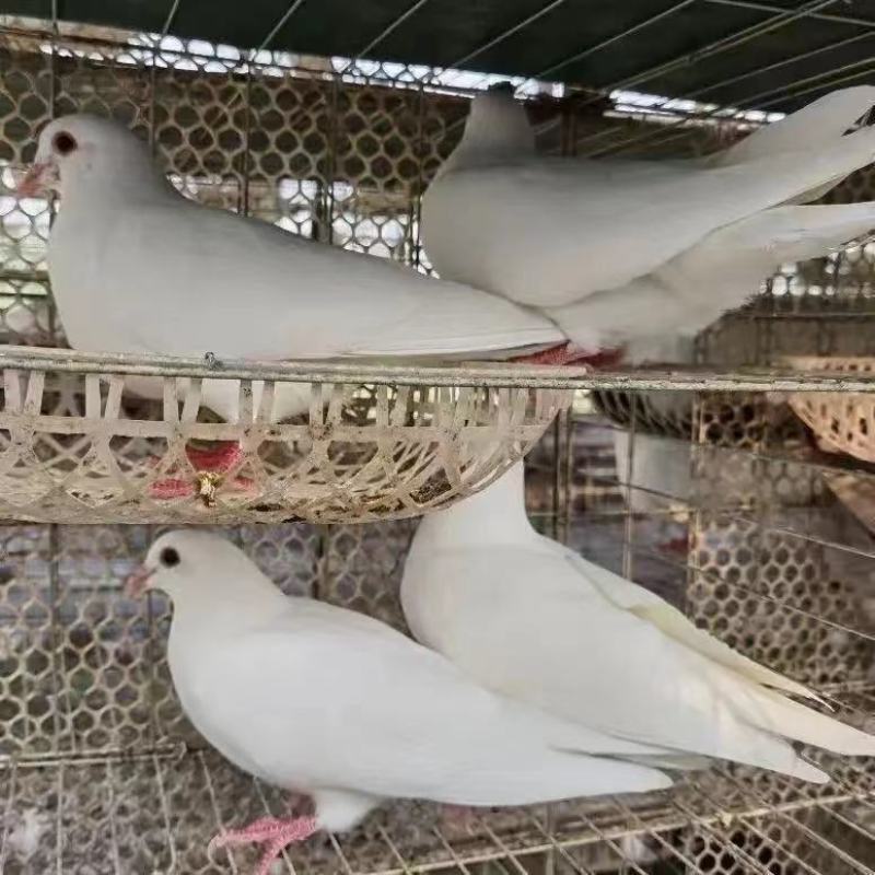 白鸽