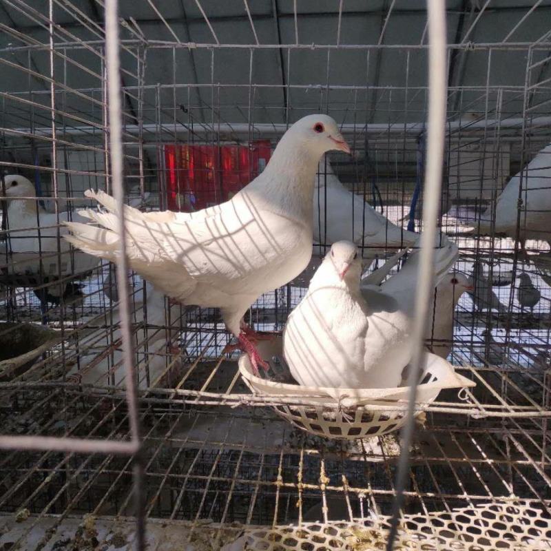 白鸽