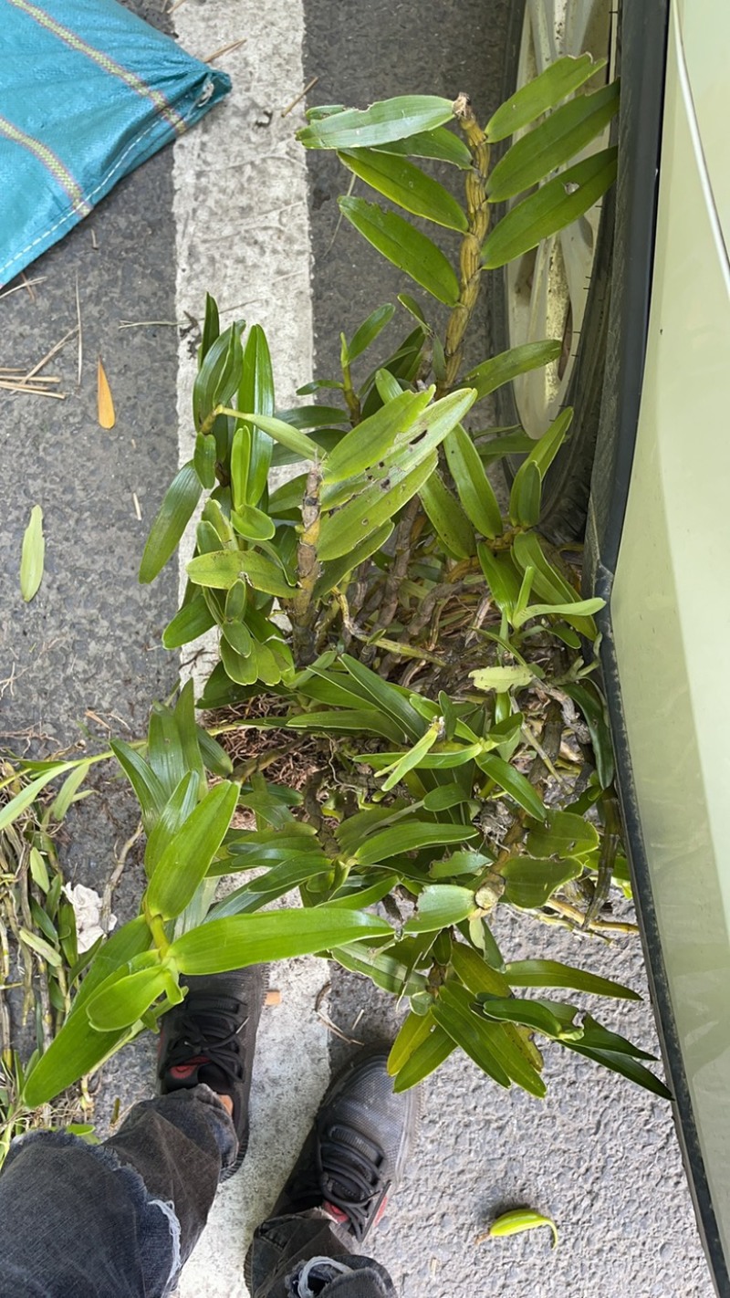 （热销）金钗石斛云南产地直发货量充足