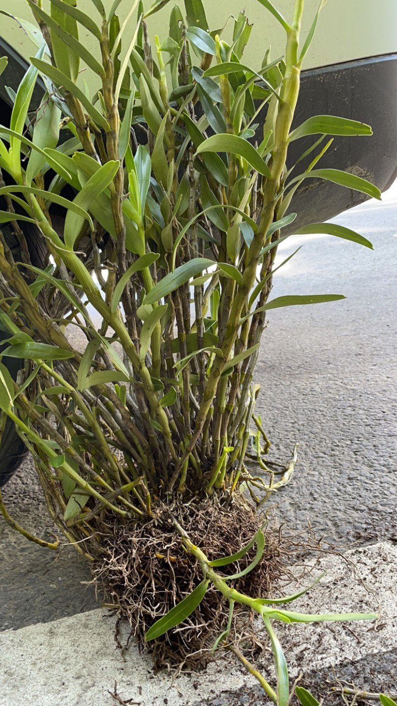 （热销）金钗石斛云南产地直发货量充足