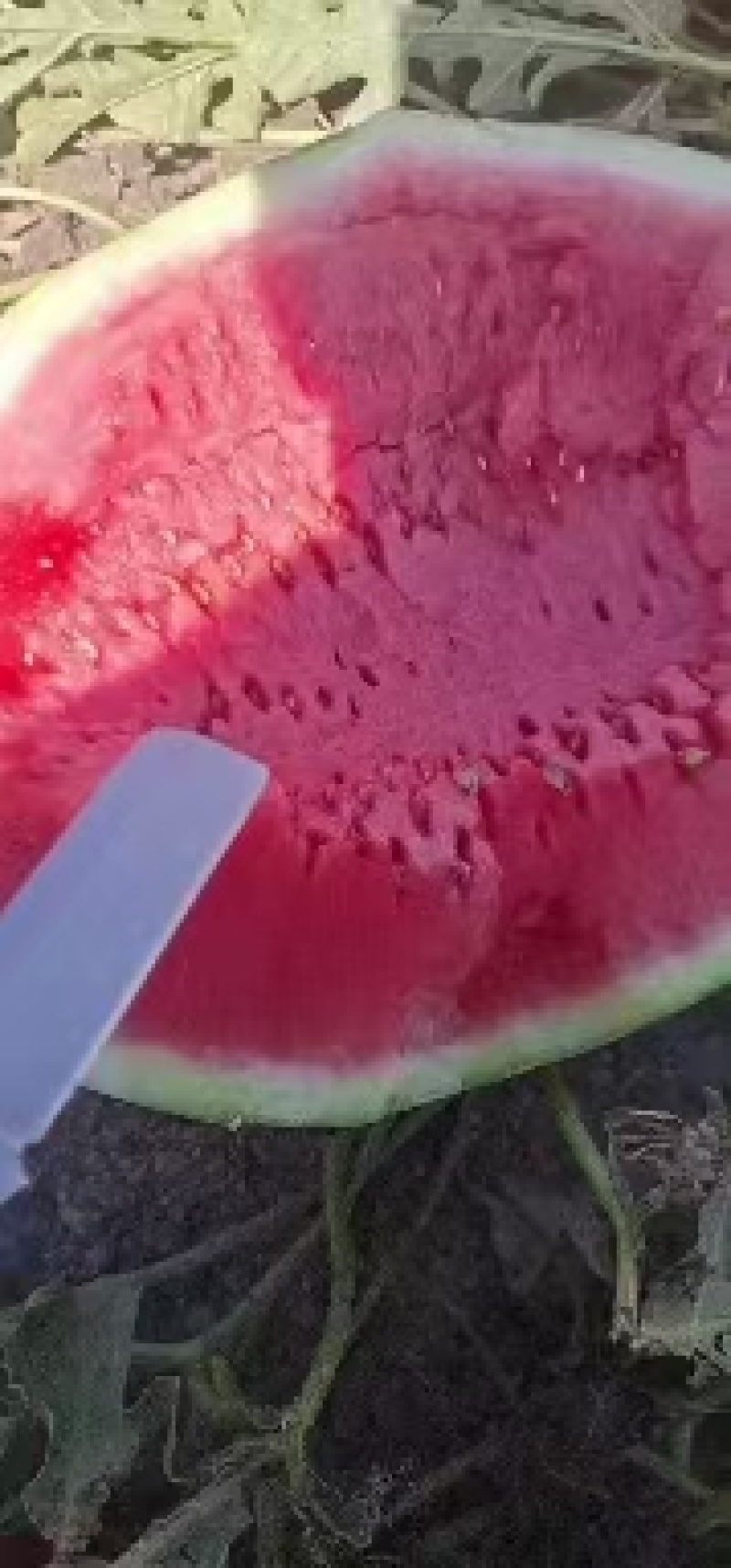 西瓜